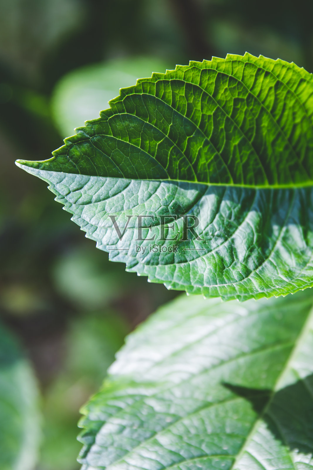 绣球叶合起来照片摄影图片