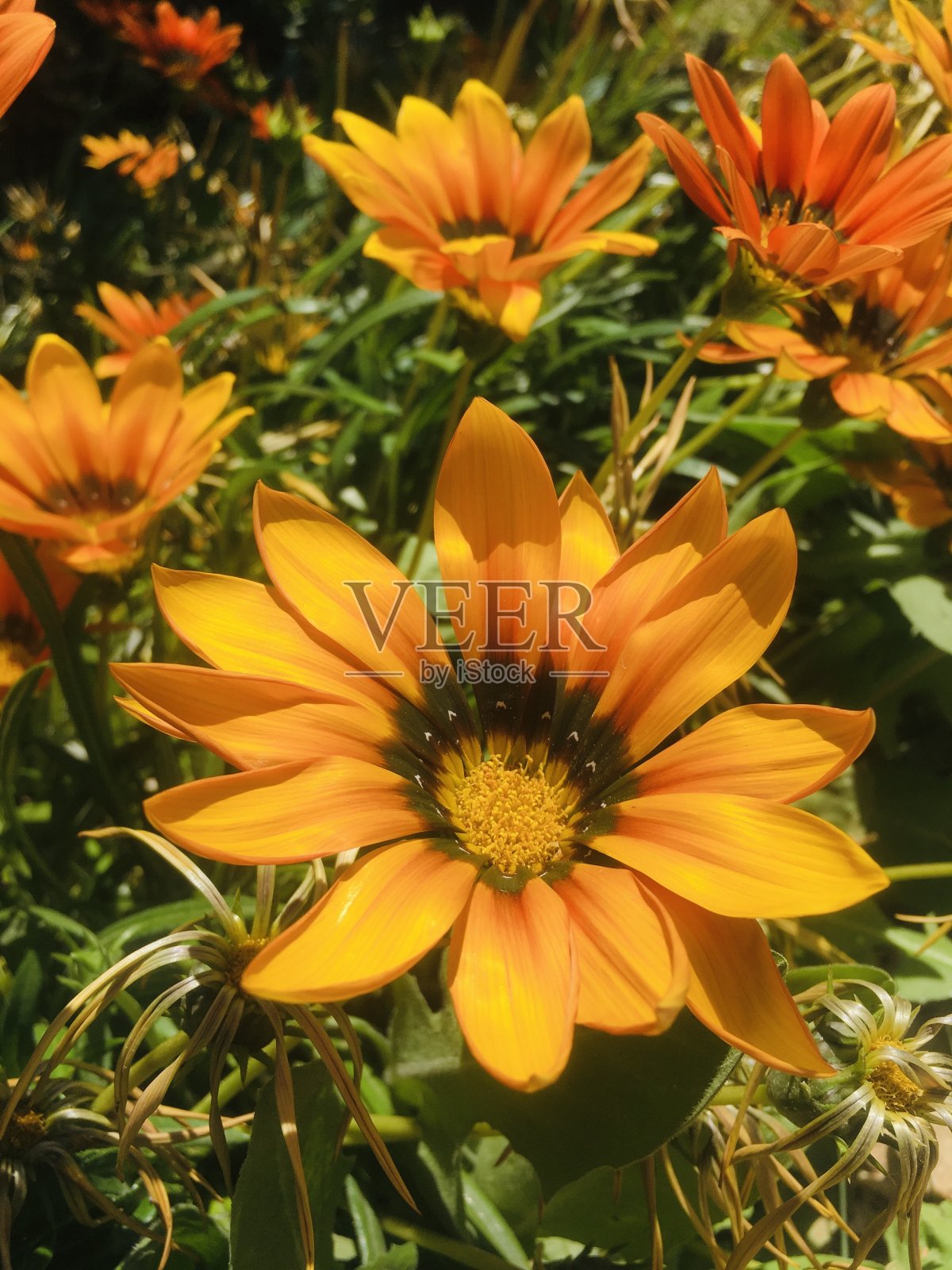 橘色花照片摄影图片