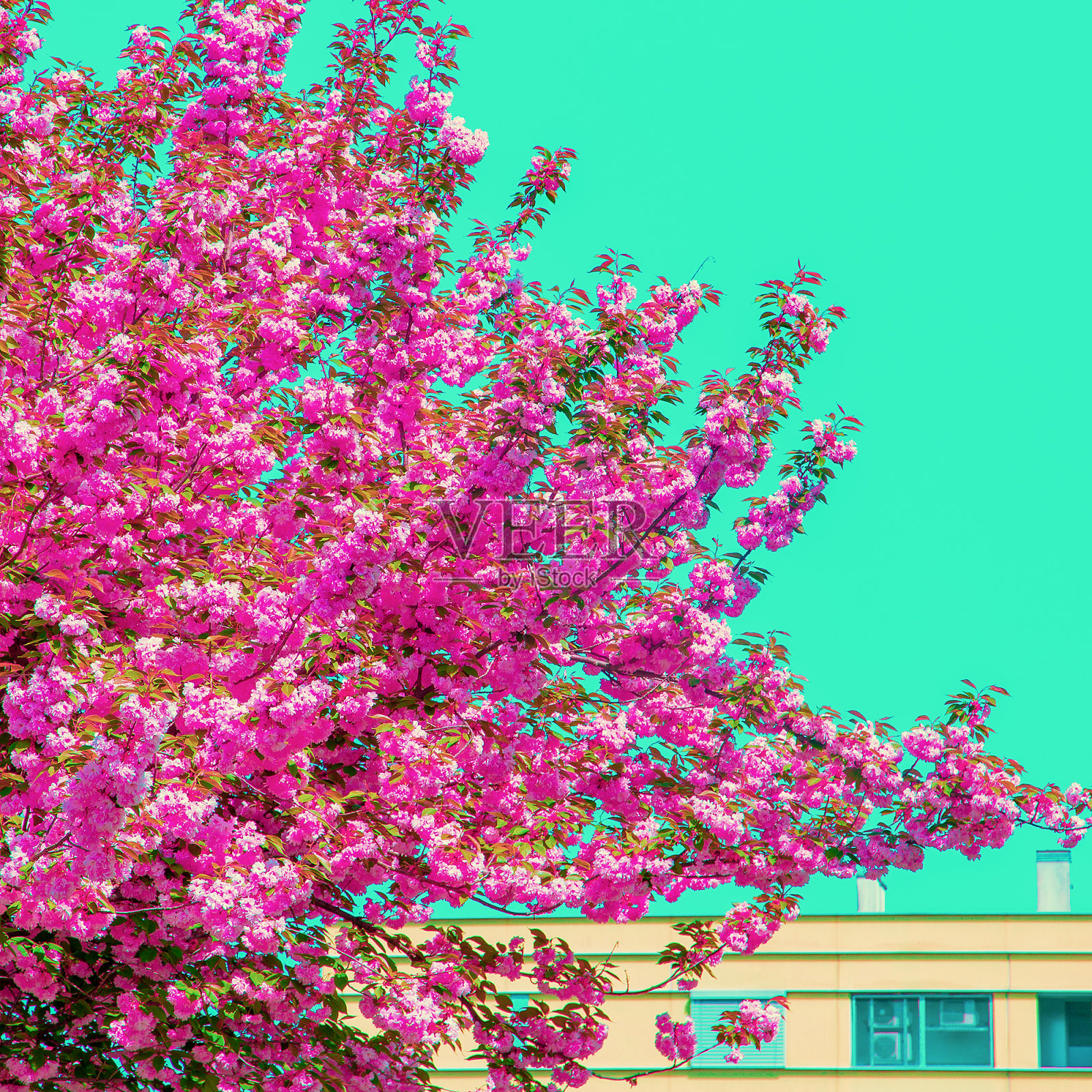 春天的气息时尚的美学壁纸樱花树。照片摄影图片