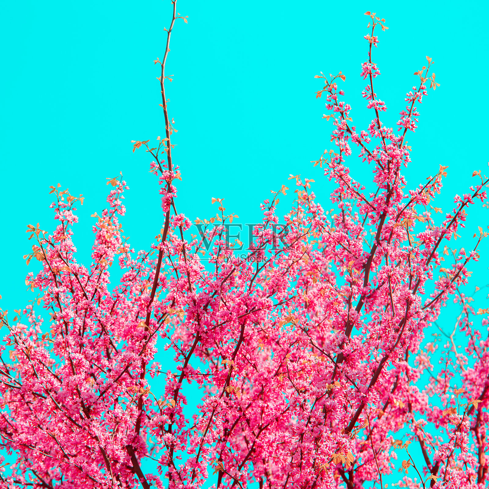 审美时尚壁纸。鲜花盛开。春天的心情照片摄影图片