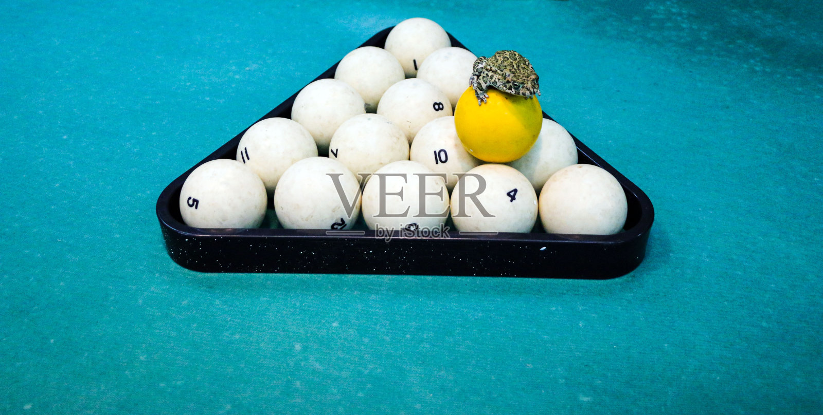 斑点的绿色青蛙在台球桌上与旧的脏台球和破旧的脏的绿色布。台球比赛中犯规的概念，贪婪和卑鄙的癞蛤蟆。照片摄影图片