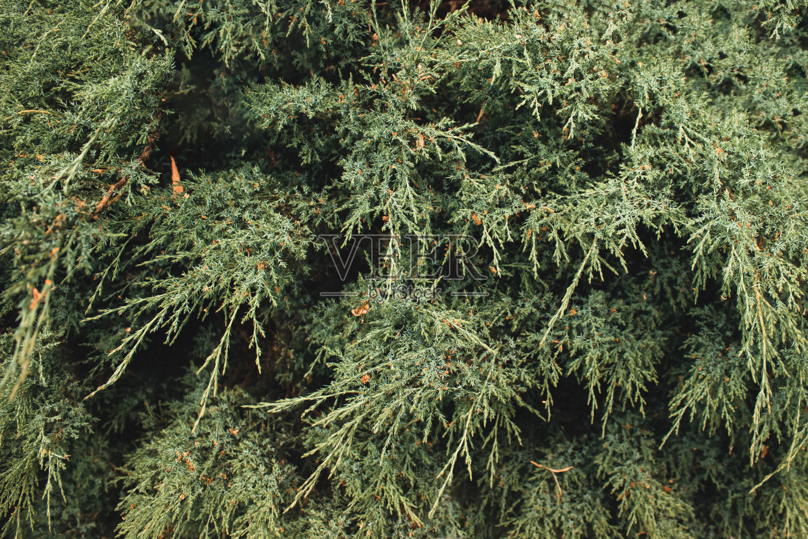摘要灰色瞻博照片摄影图片