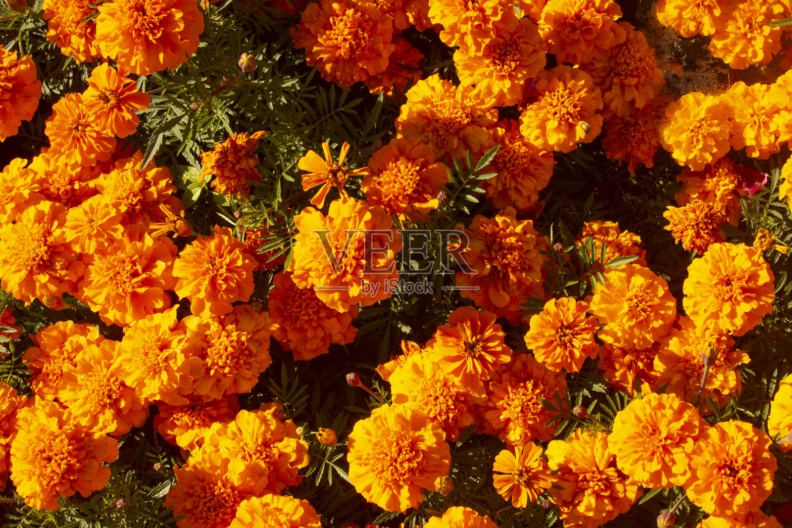 金盏花黄色和橙色的阴影，花背景。万寿菊，墨西哥万寿菊，阿兹特克万寿菊，非洲万寿菊照片摄影图片