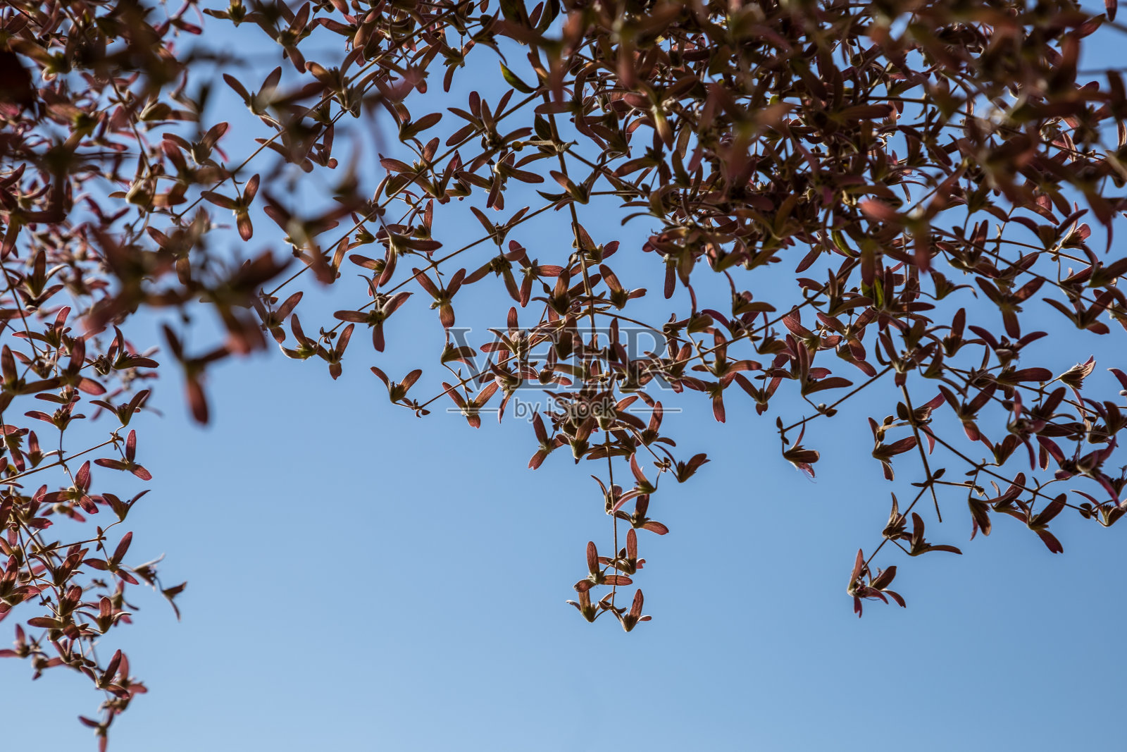 叶子框架。照片摄影图片