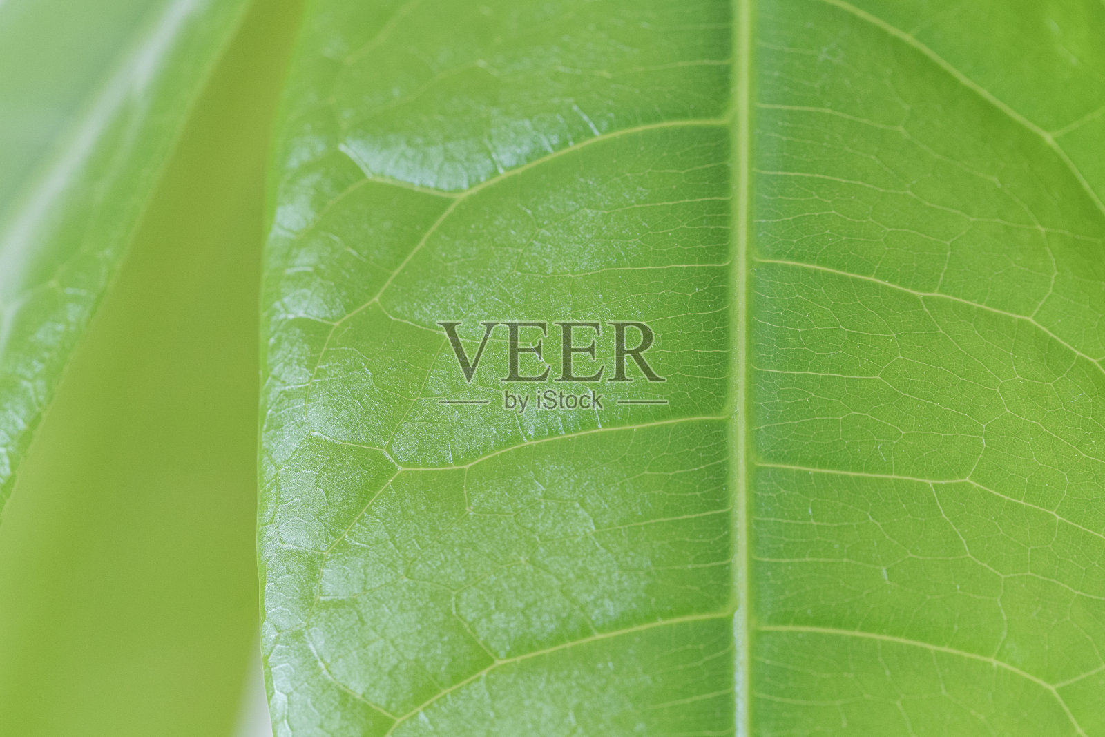 一片绿叶的特写照片摄影图片