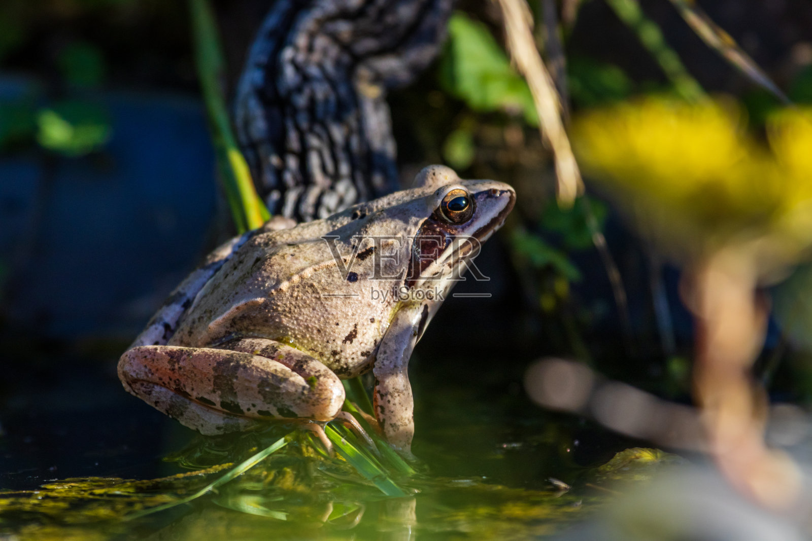 敏捷的青蛙(林蛙)在花园池塘照片摄影图片