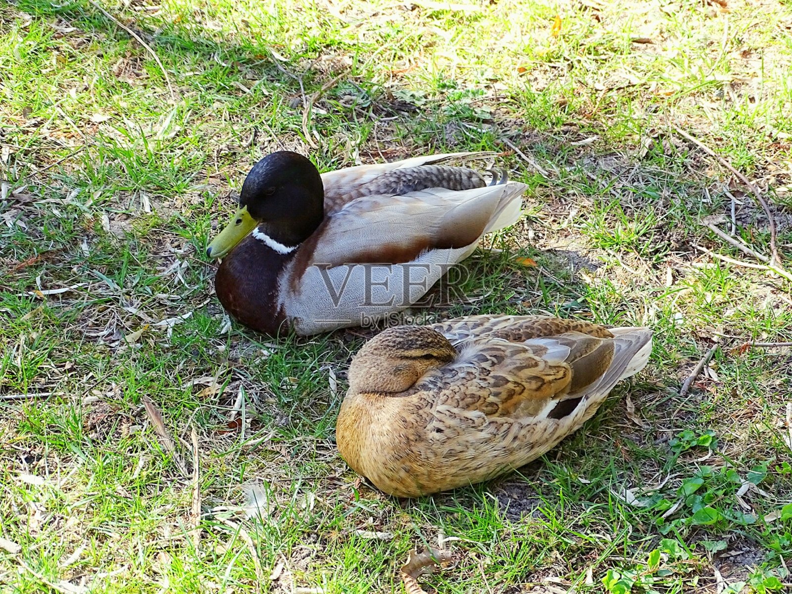 鸭子照片摄影图片
