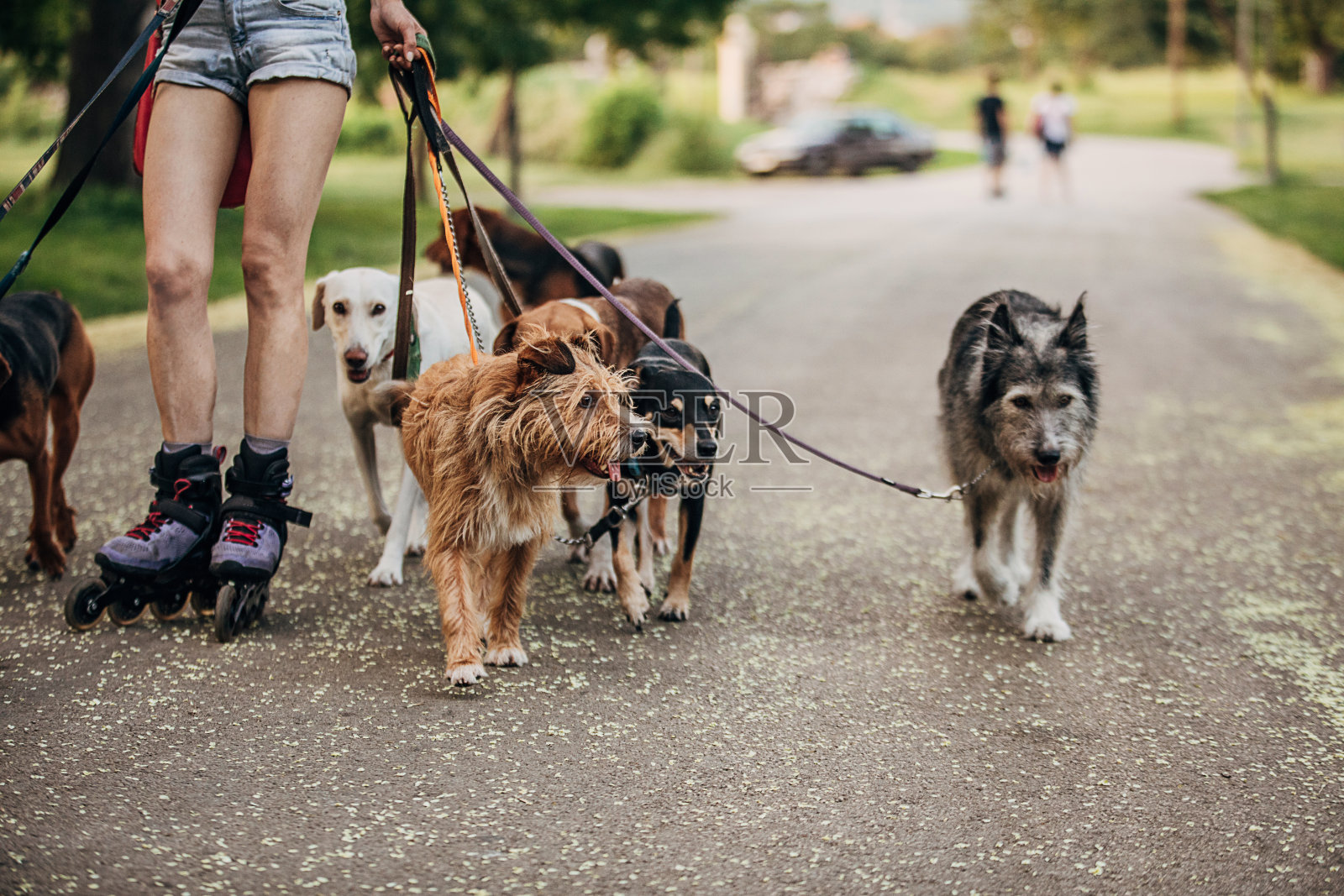 女职业遛狗者在公园里穿着旱冰鞋遛狗照片摄影图片
