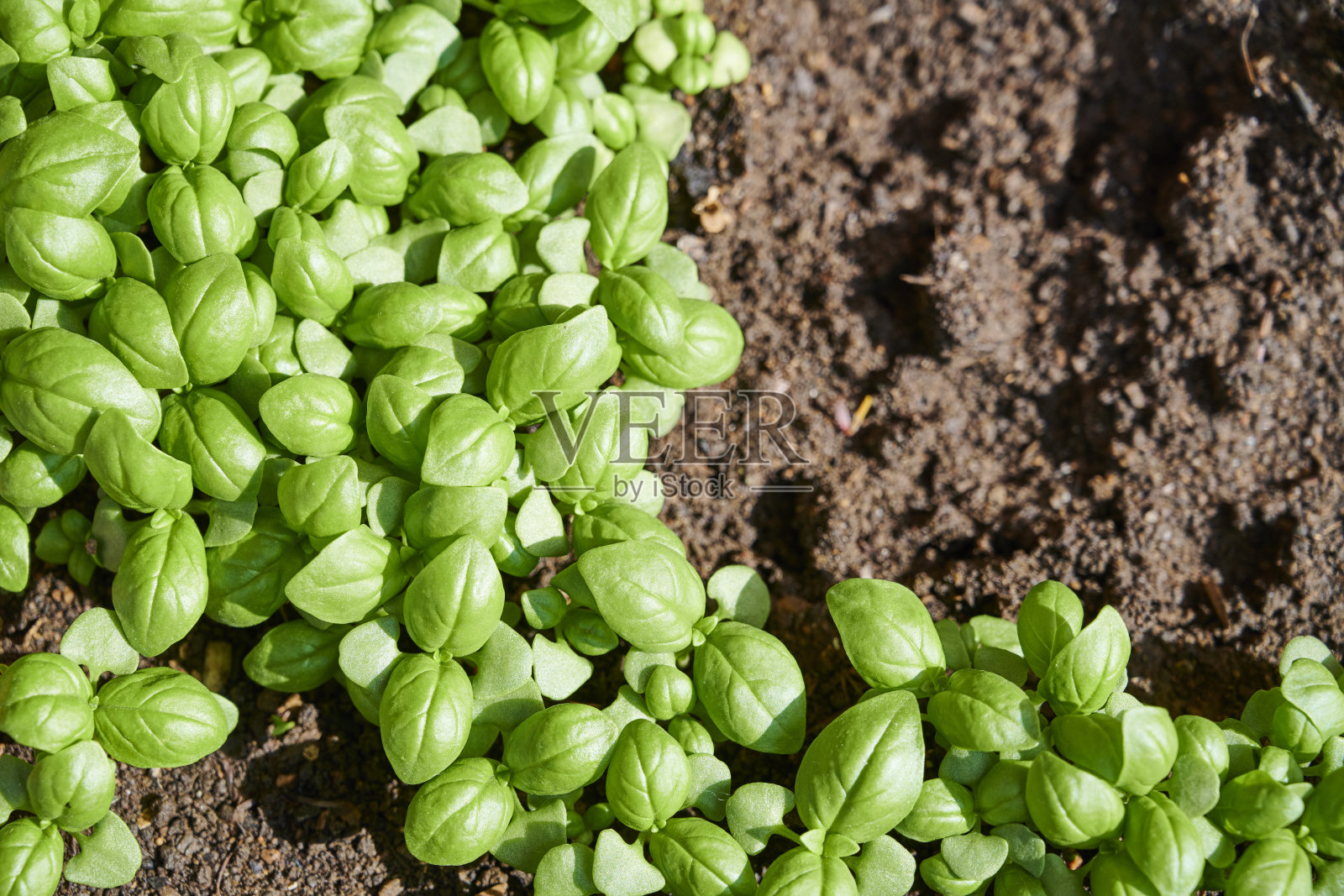 罗勒托儿所照片摄影图片