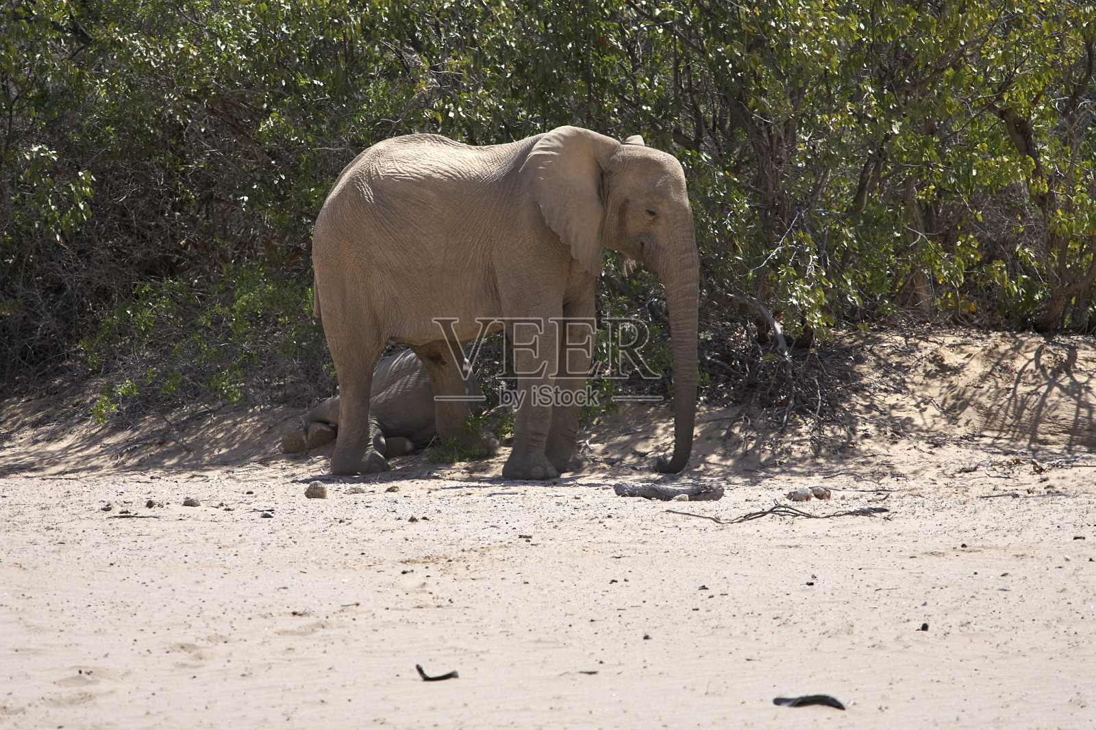 非常罕见的野生沙漠象家族保护婴儿在霍尼卜河谷，Kunene, Damaraland, Kaokoveld, Kaokoland, Sesfontein，纳米比亚照片摄影图片