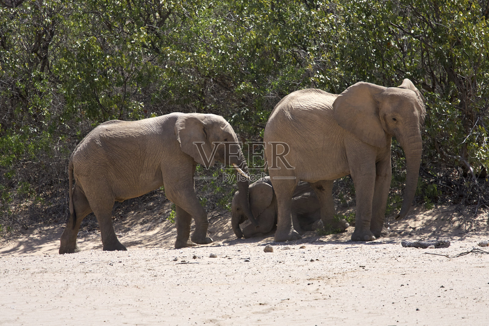 非常罕见的野生沙漠象家族保护婴儿在霍尼卜河谷，Kunene, Damaraland, Kaokoveld, Kaokoland, Sesfontein，纳米比亚照片摄影图片