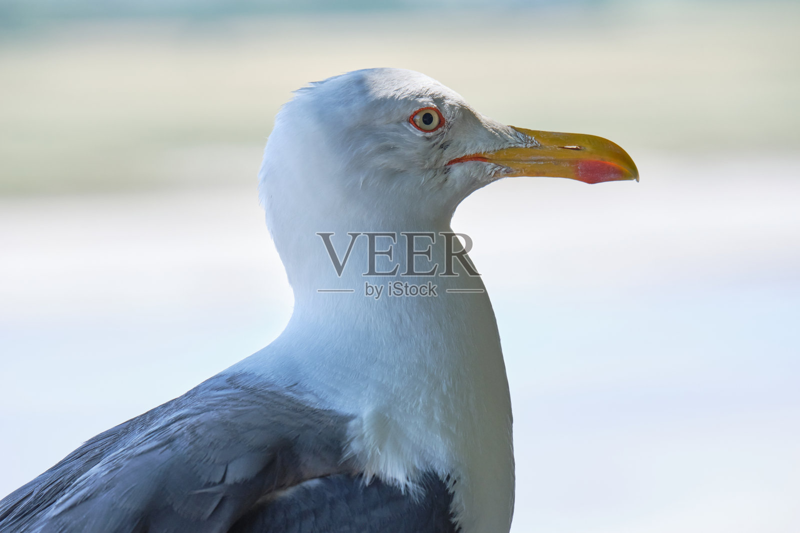 海鸥向右看照片摄影图片