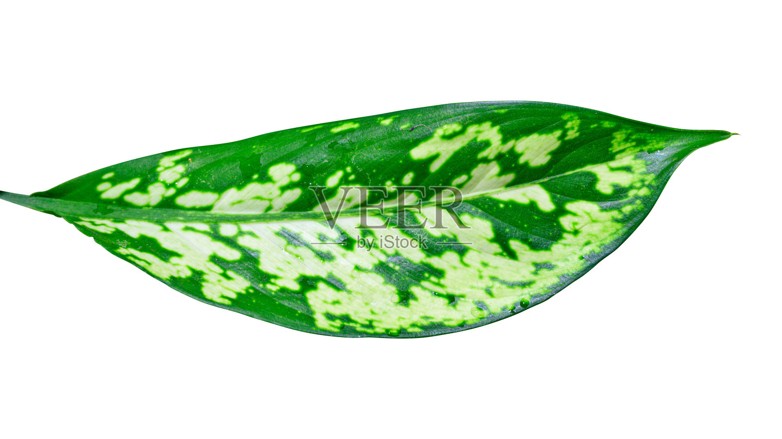 绿叶孤立在白色背景与修剪路径。照片摄影图片