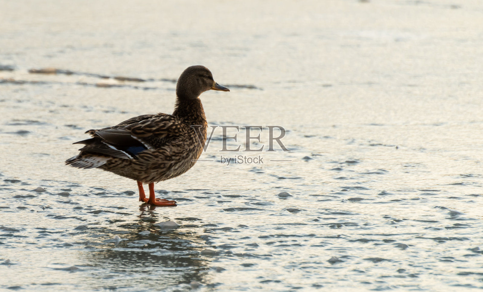 大城市里的鸟照片摄影图片