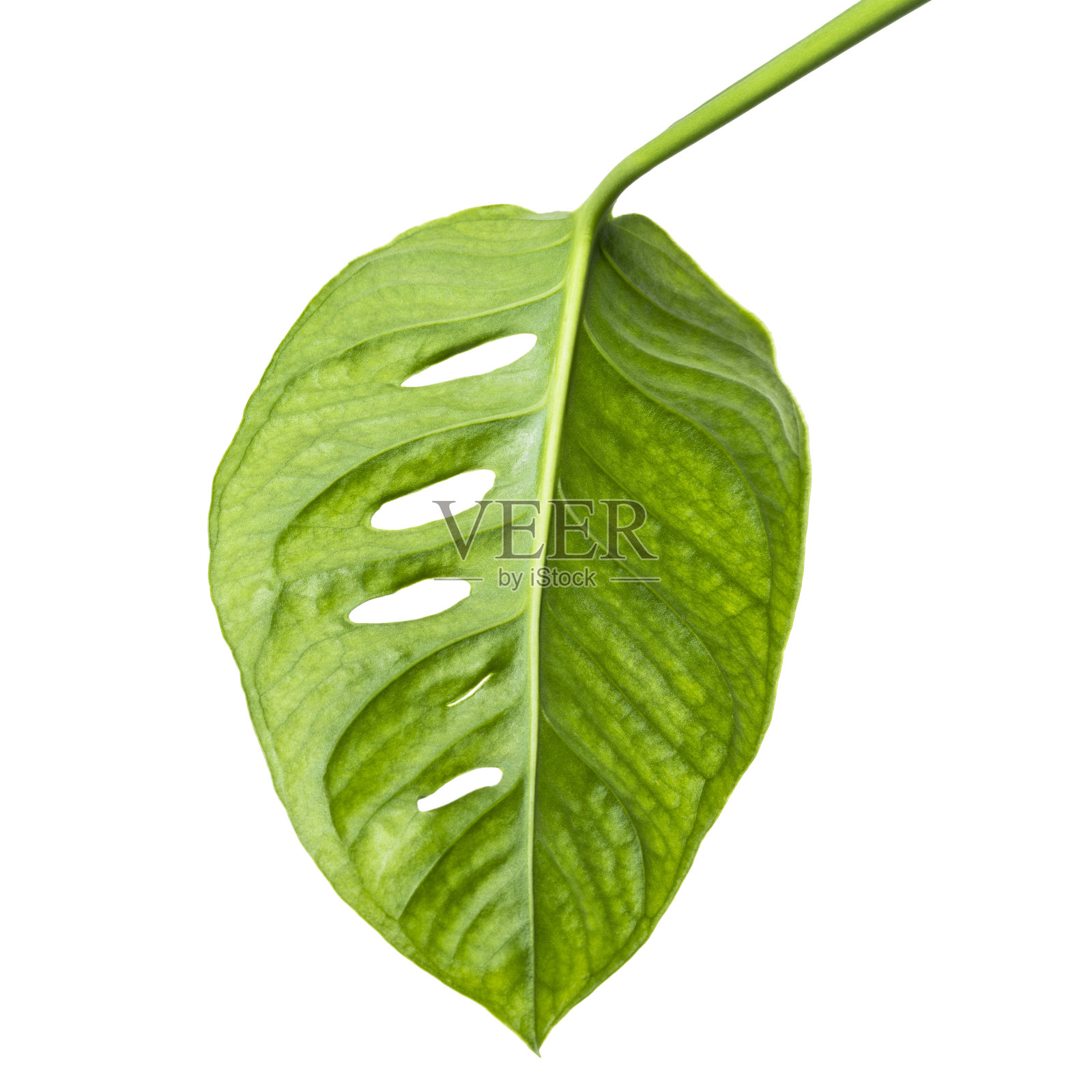 斜纹叶，热带叶孤立在白色背景上，有修剪路径照片摄影图片