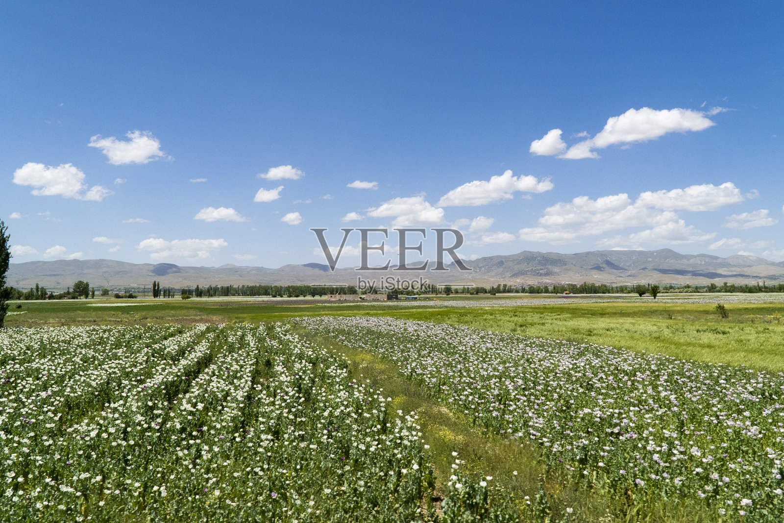 土耳其的作物景观照片摄影图片