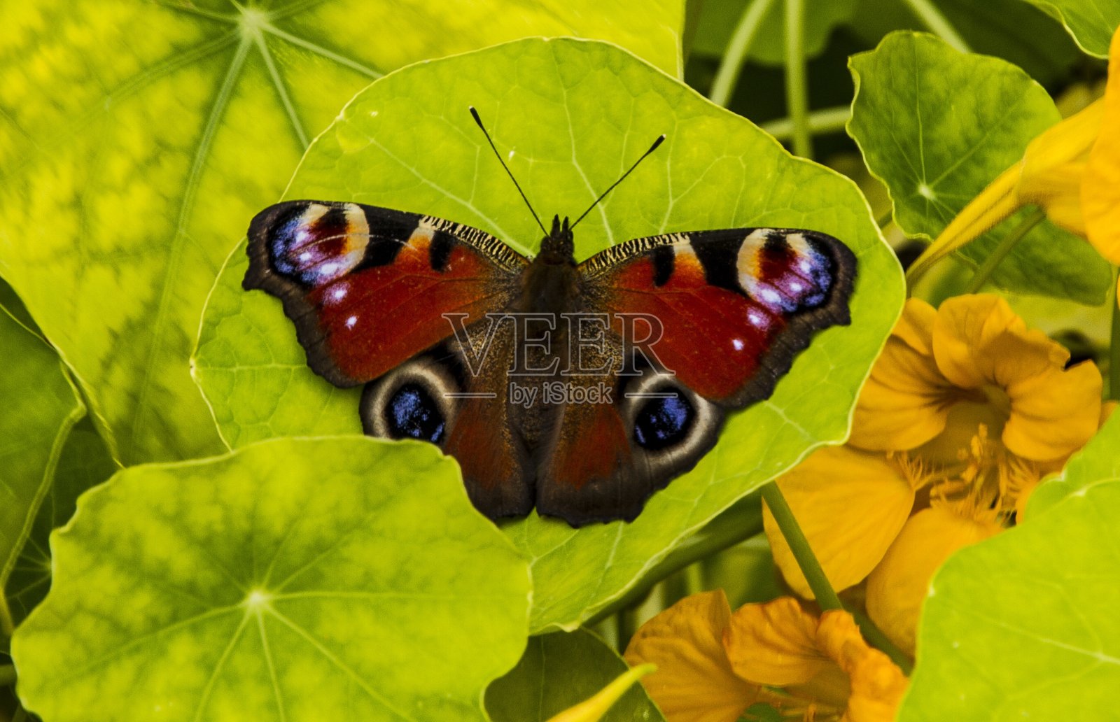 看到蝴蝶在户外。照片摄影图片