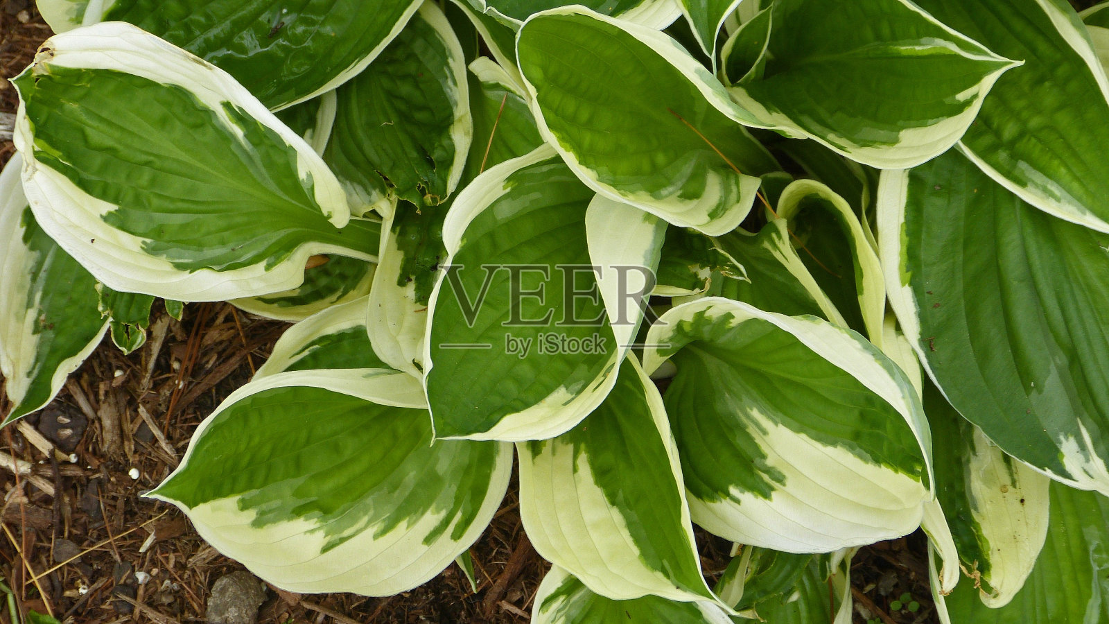 玉簪属草本植物照片摄影图片