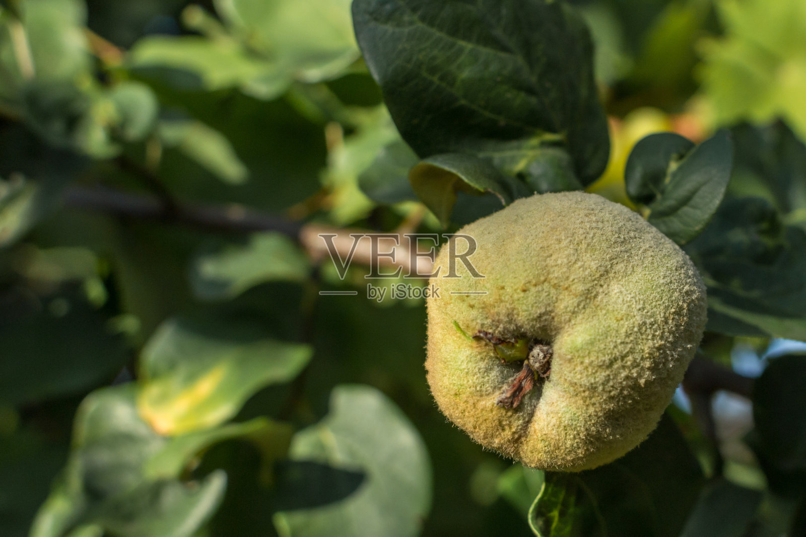 在花园里的树上采摘温柏照片摄影图片