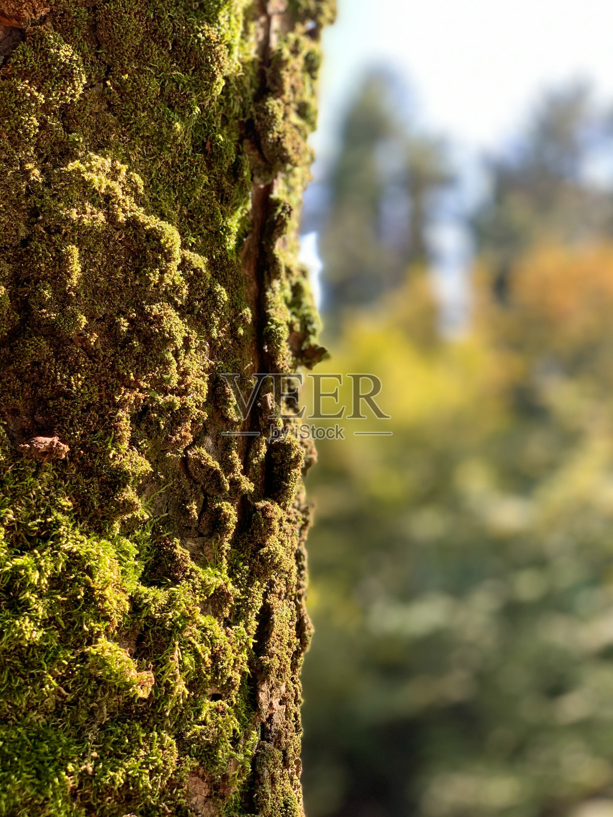 树上长了漂亮的绿色苔藓。树和苔藓。莫斯特写镜头。照片摄影图片