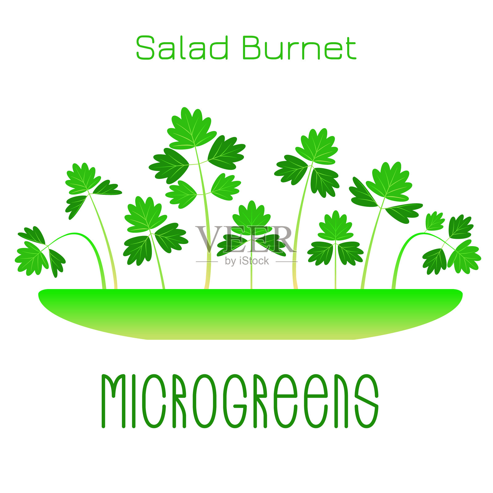 微绿色沙拉马地榆插画图片素材