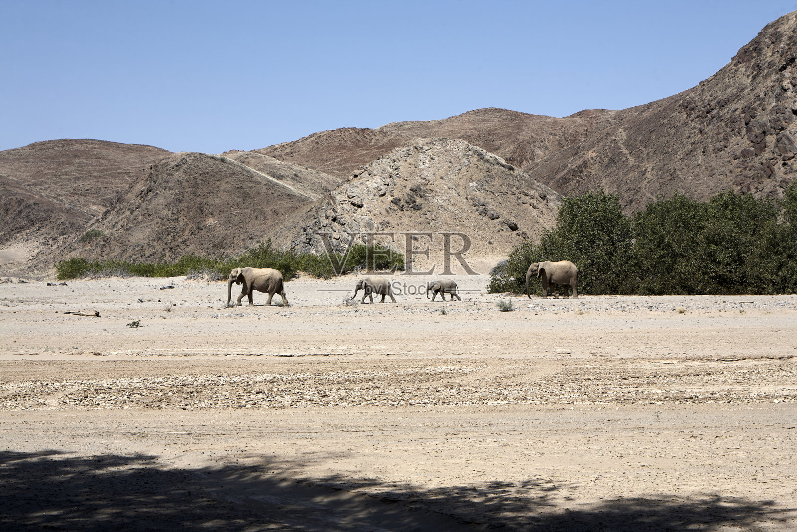 在纳米比亚达马拉兰的霍阿尼卜河谷寻找食物的罕见沙漠象照片摄影图片