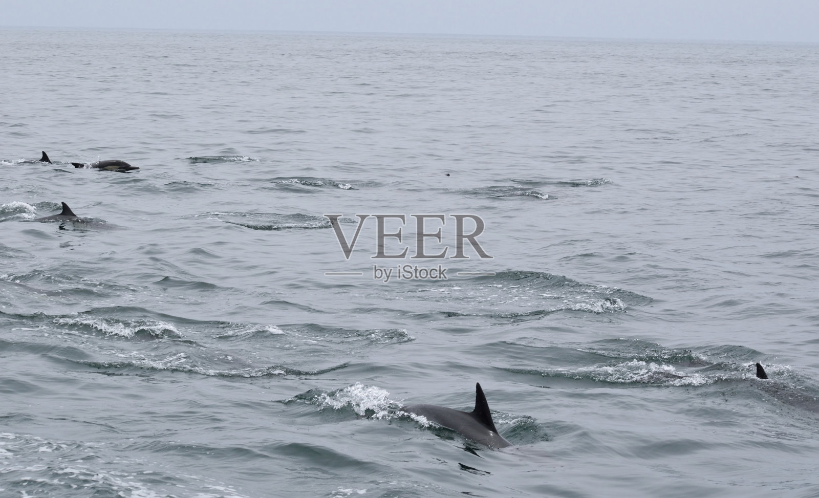 海洋哺乳动物照片摄影图片