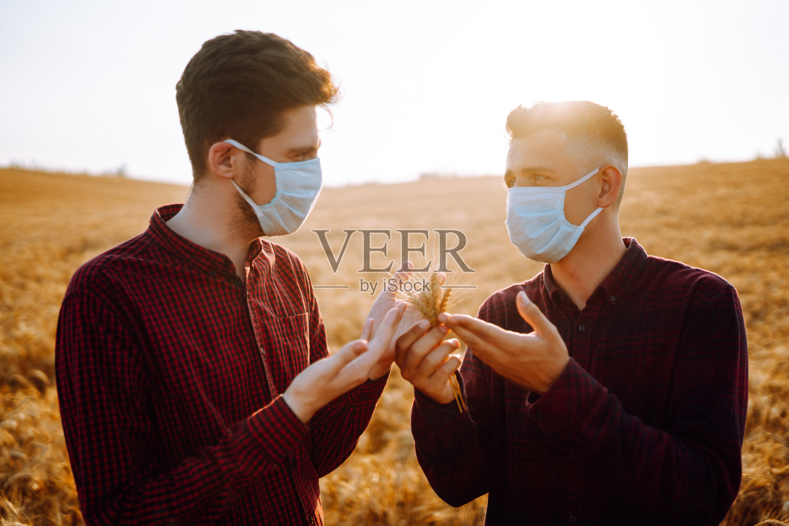 在大流行期间，两名农民戴着无菌医用口罩在麦田里检查作物质量。照片摄影图片