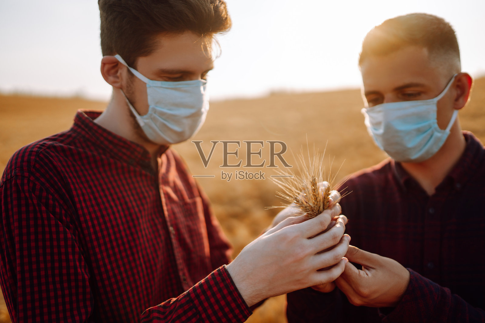 在大流行期间，两名农民戴着无菌医用口罩在麦田里检查作物质量。照片摄影图片