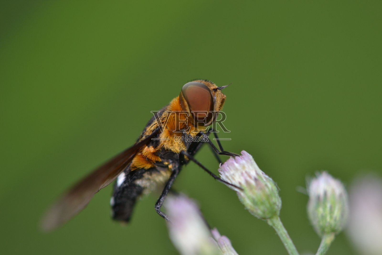 橙色模糊食蚜蝇照片摄影图片