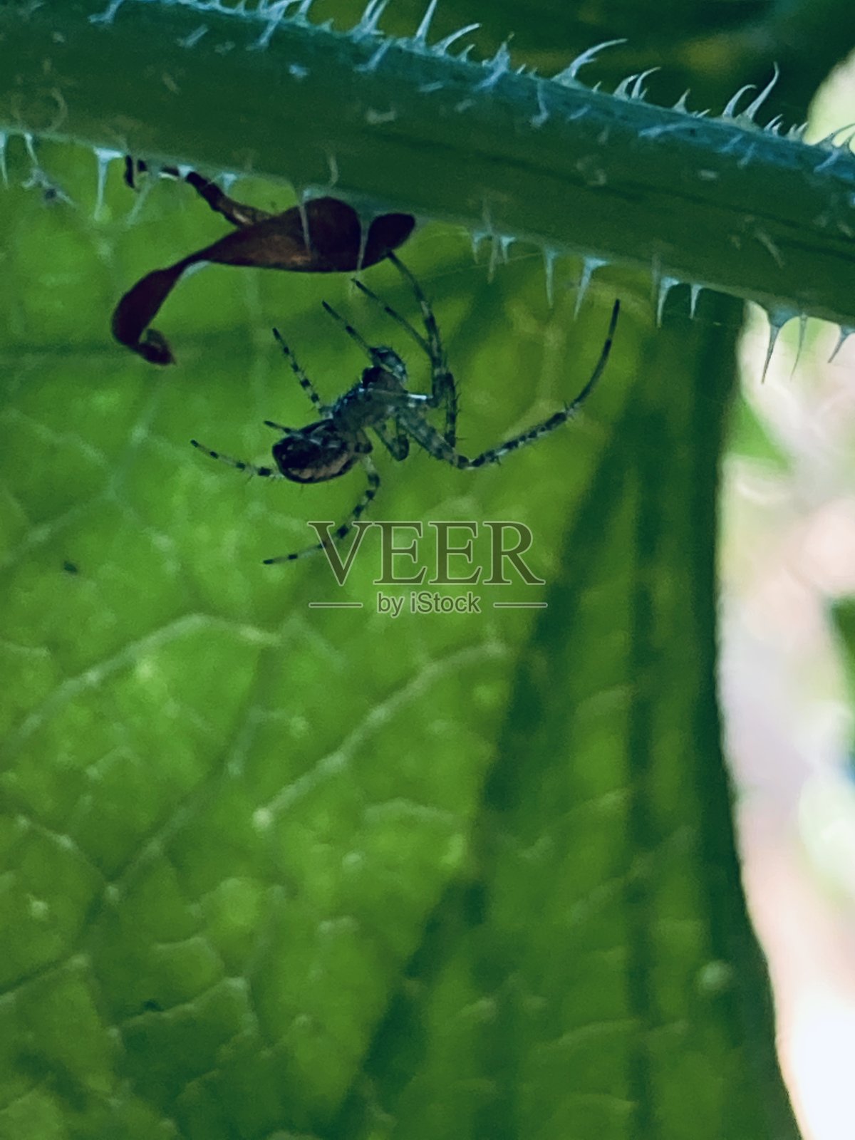花园的蜘蛛照片摄影图片