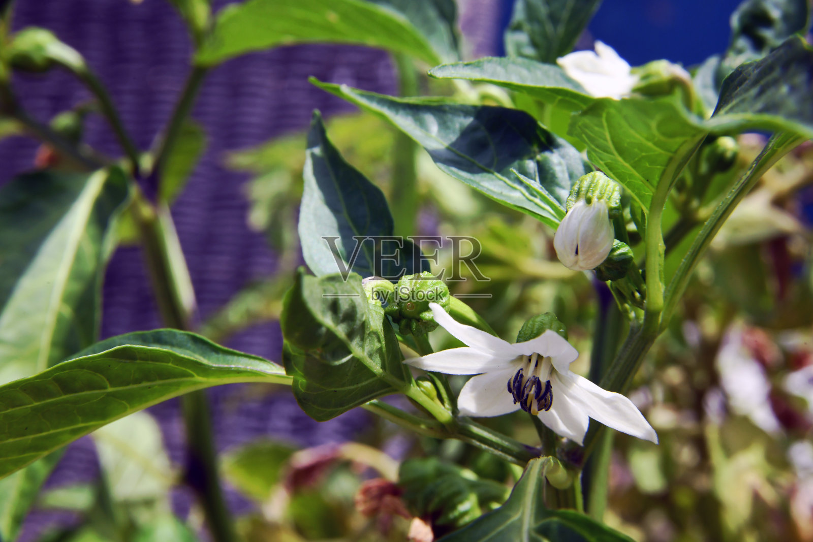 辣椒花照片摄影图片