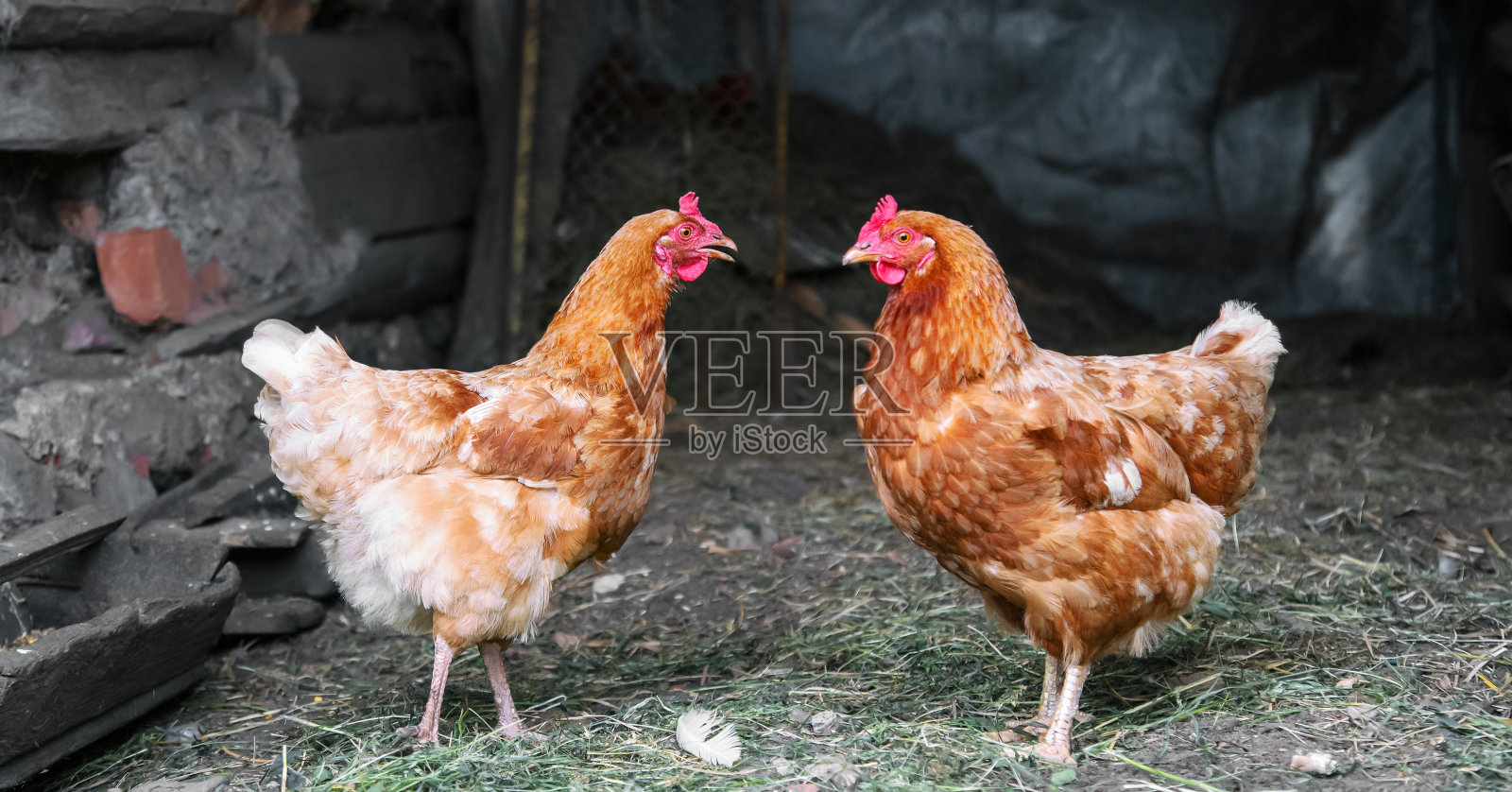农场后院，棕色母鸡与红色鸡冠站近距离照片摄影图片