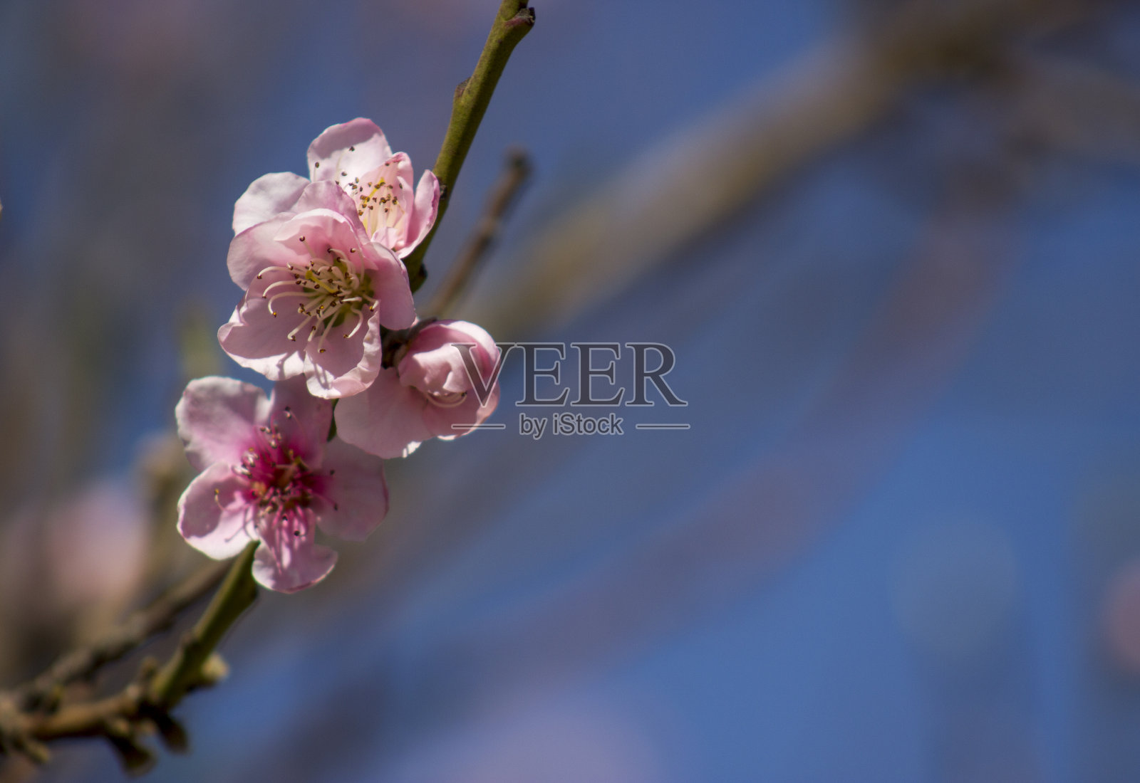 集群的花朵照片摄影图片