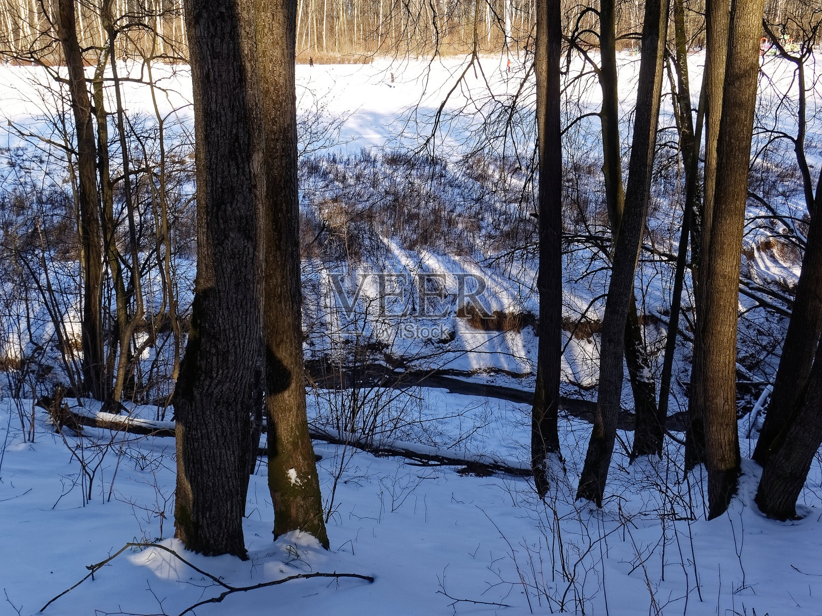 冬天森林里的树影照片摄影图片