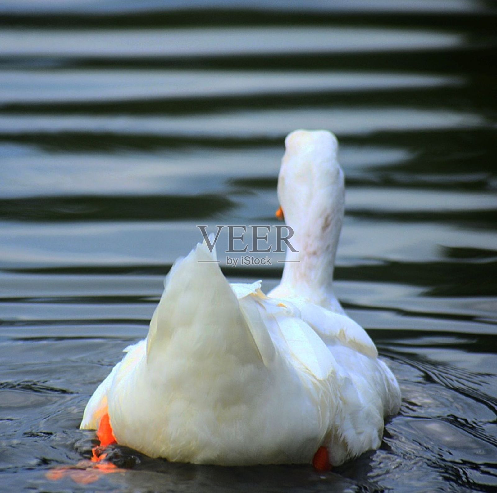 美国北京鸭子游泳照片摄影图片