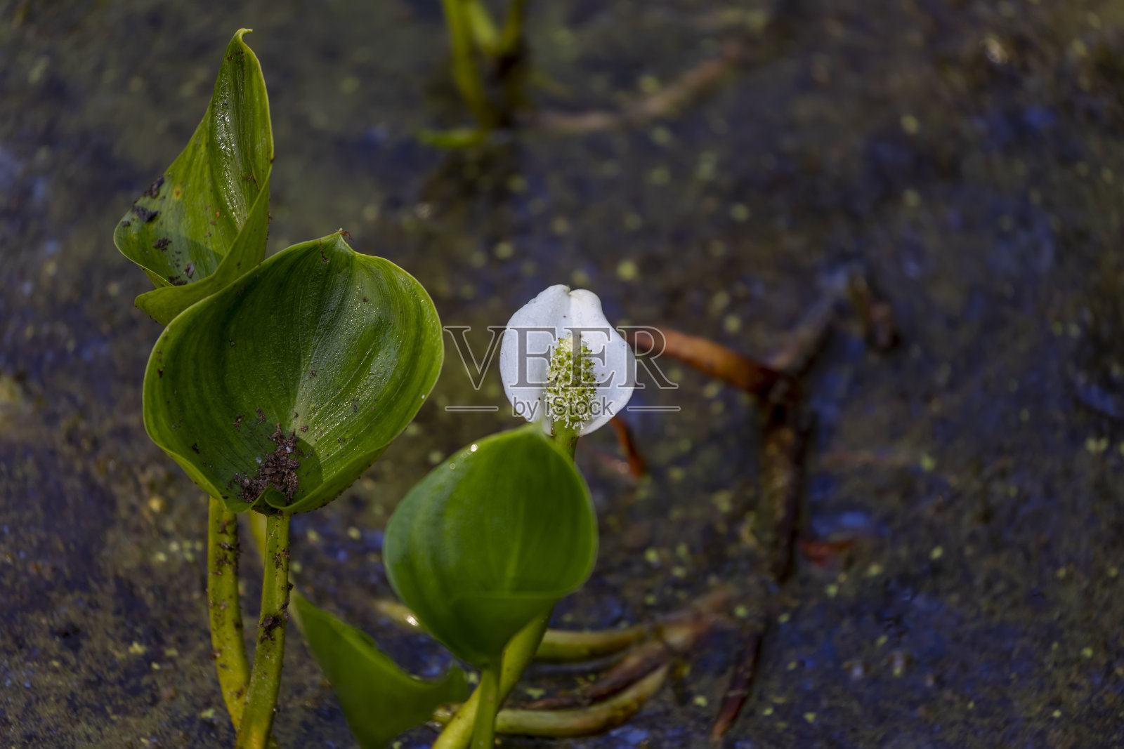 野生马蹄莲在自然沼泽照片摄影图片