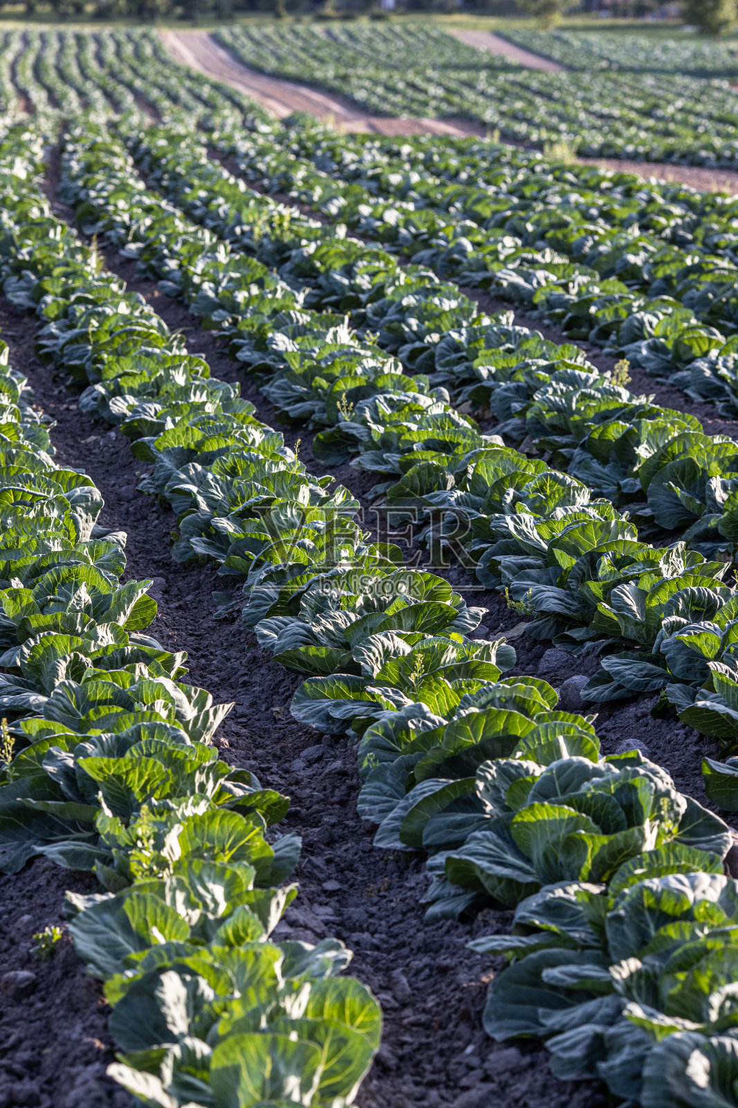 新鲜卷心菜地的风景照片摄影图片