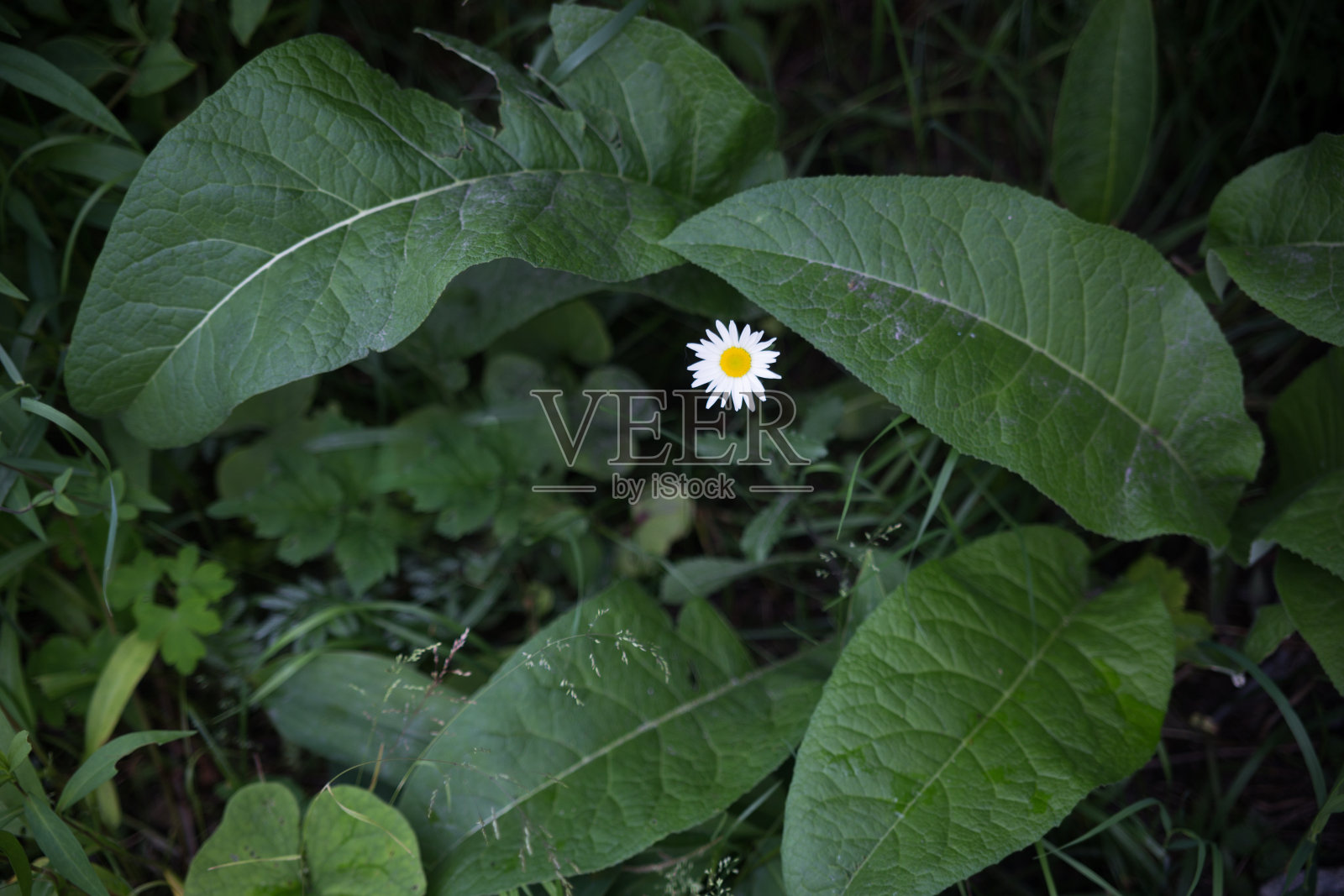 一株被绿叶覆盖的洋甘菊。大自然有白色、黄色和绿色照片摄影图片