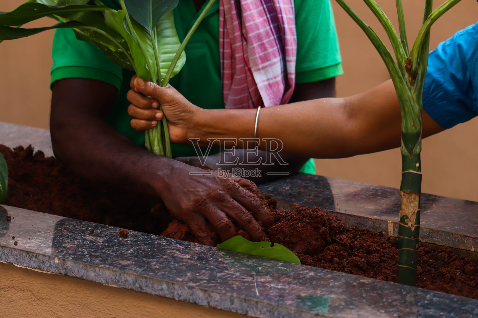 亚洲印度男人和女人的手在树种植期间的植物和肥料家庭园艺概念照片摄影图片