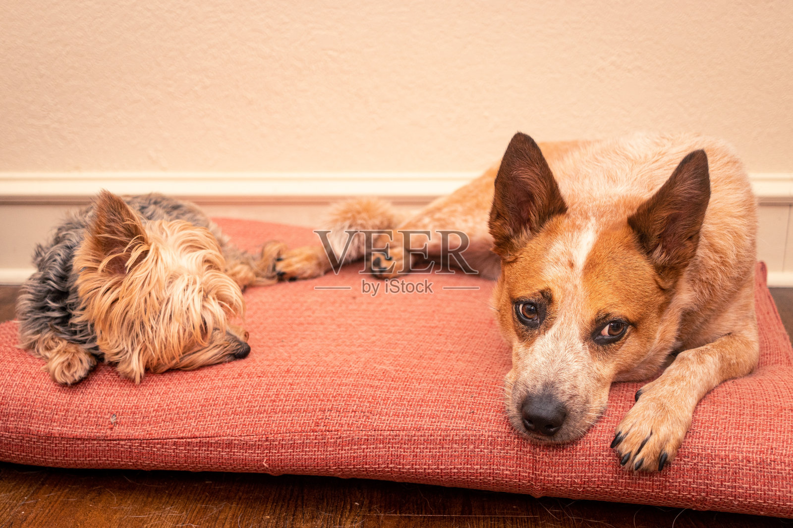 最好的朋友照片摄影图片