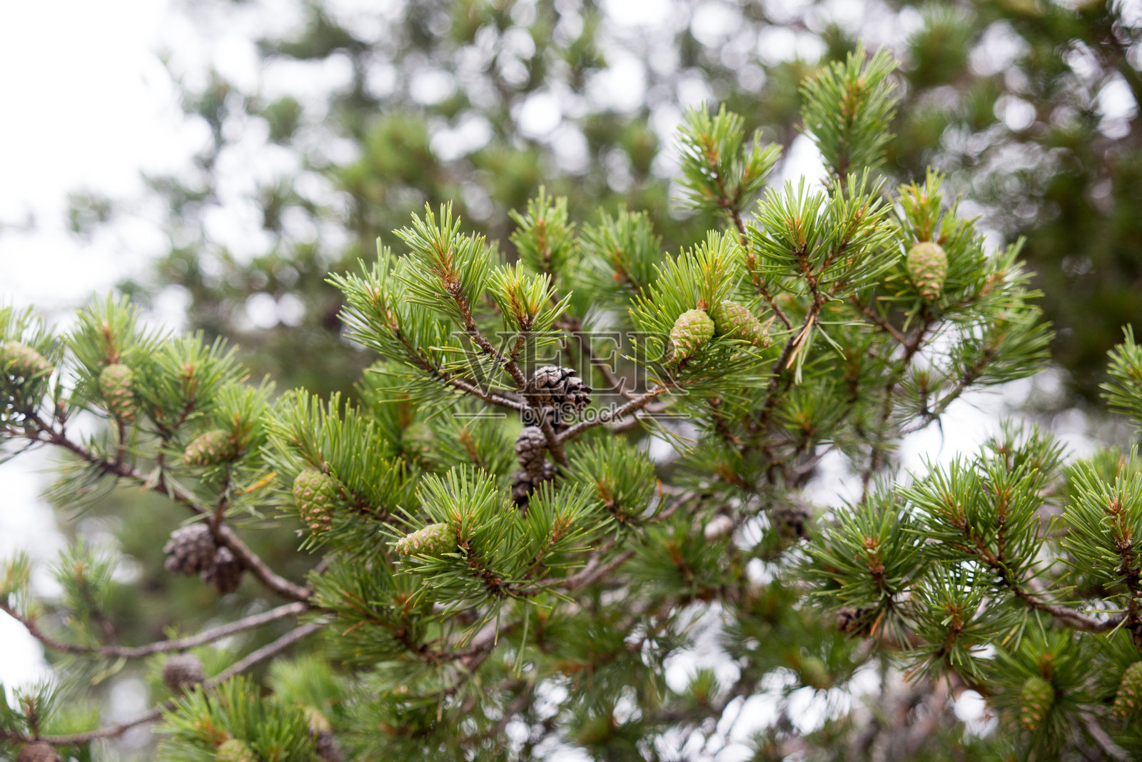 新老松果近距离拍摄于森林中照片摄影图片