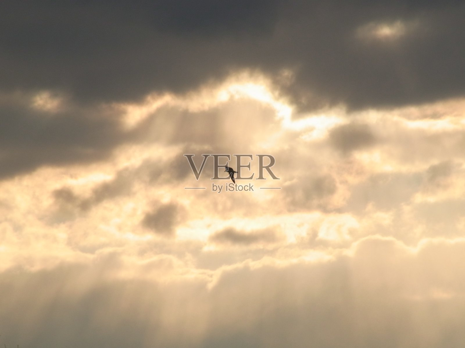 鸟照片摄影图片