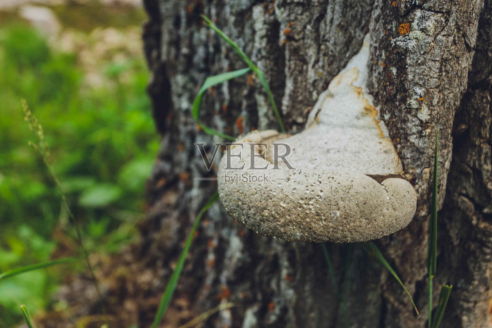这是一对长在森林里一棵活树上的水孔菇的特写，说明了各种生物的共生和相互作用。照片摄影图片
