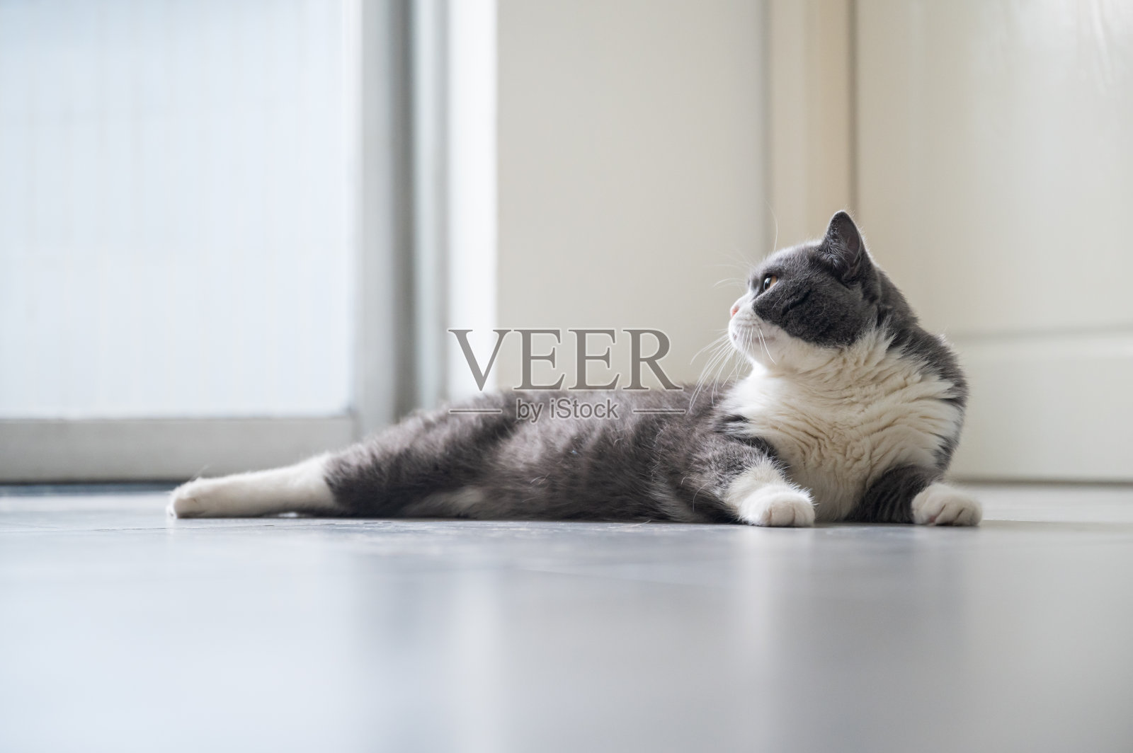 可爱的英国短毛猫躺在地上照片摄影图片