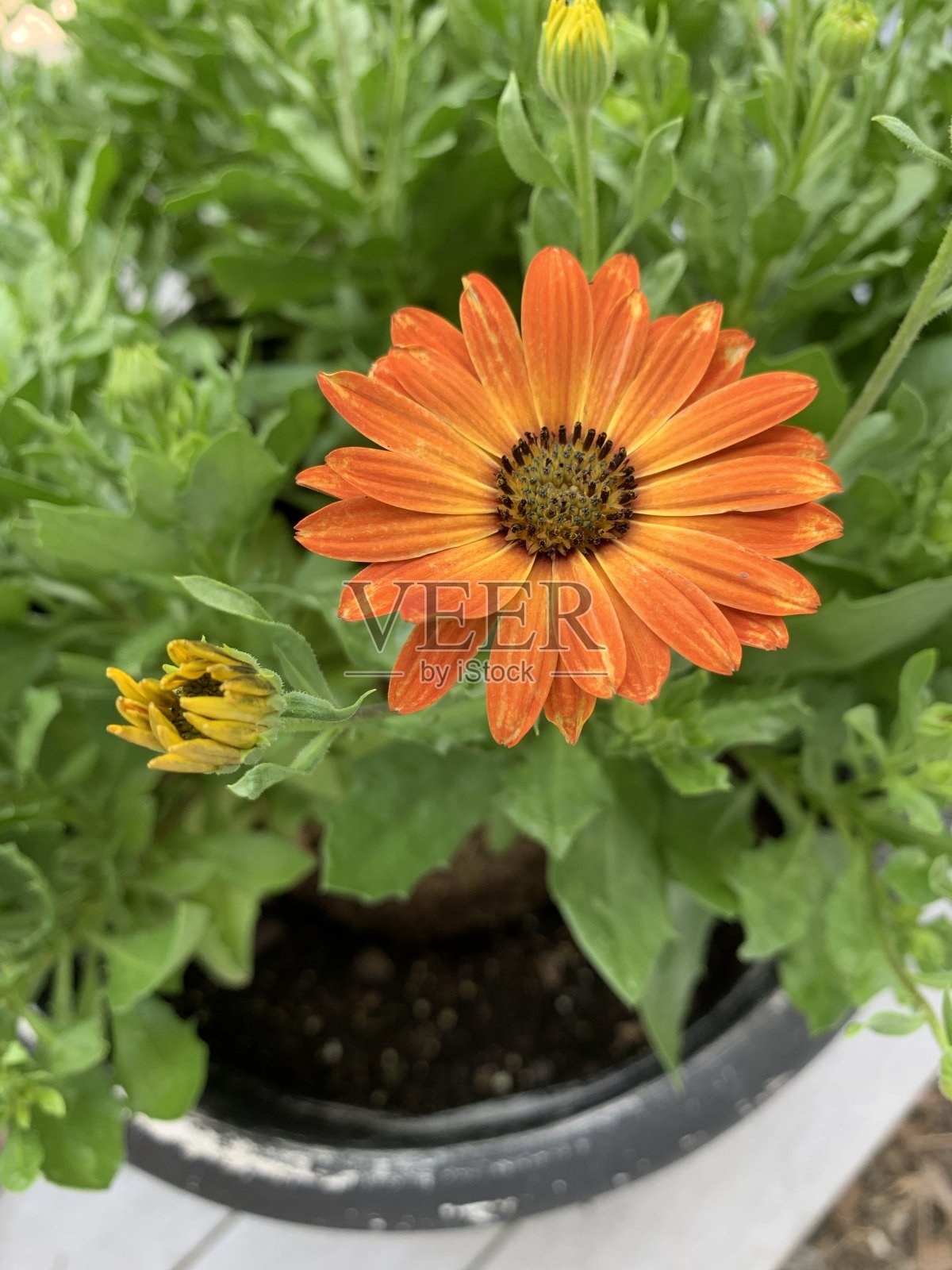 福雷照片摄影图片