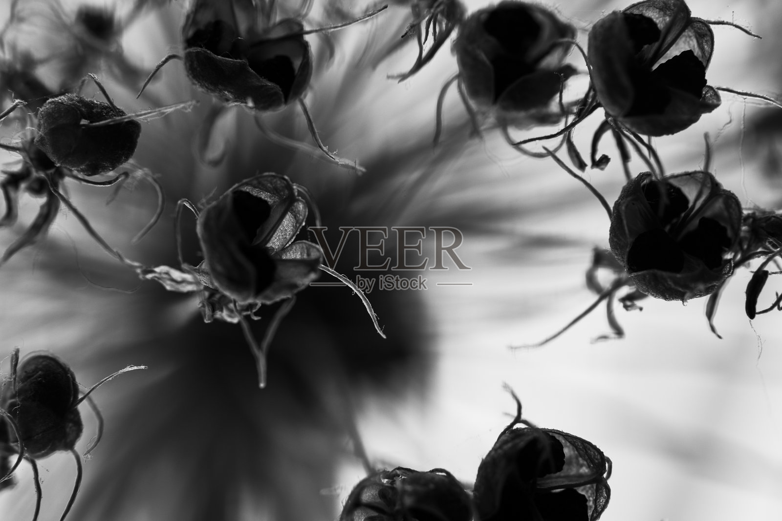 蜘蛛花，宏在工作室照片摄影图片