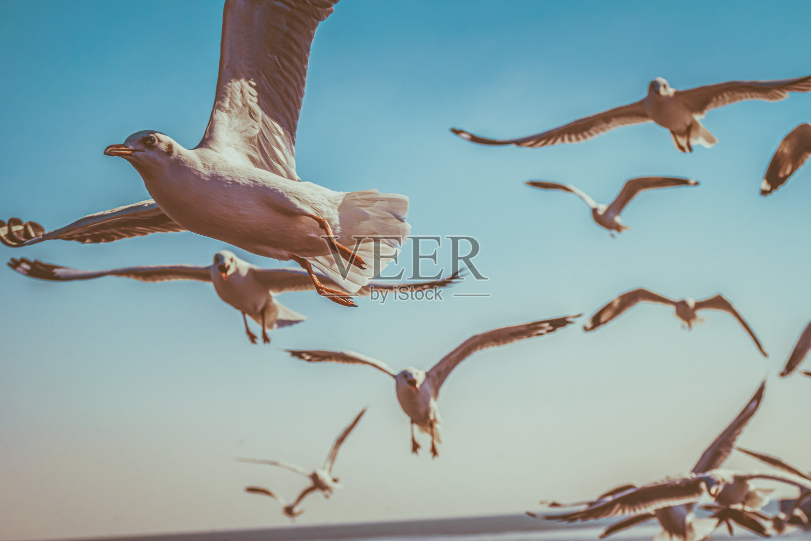 低角度的海鸥在日落时在天空飞行照片摄影图片