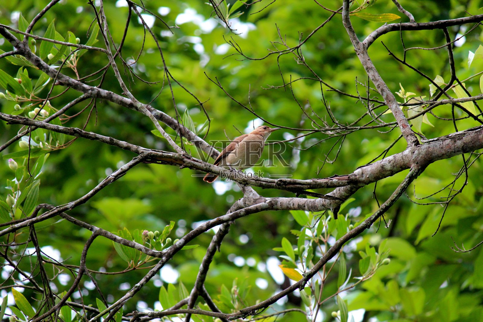 伯德绿灰色的照片摄影图片