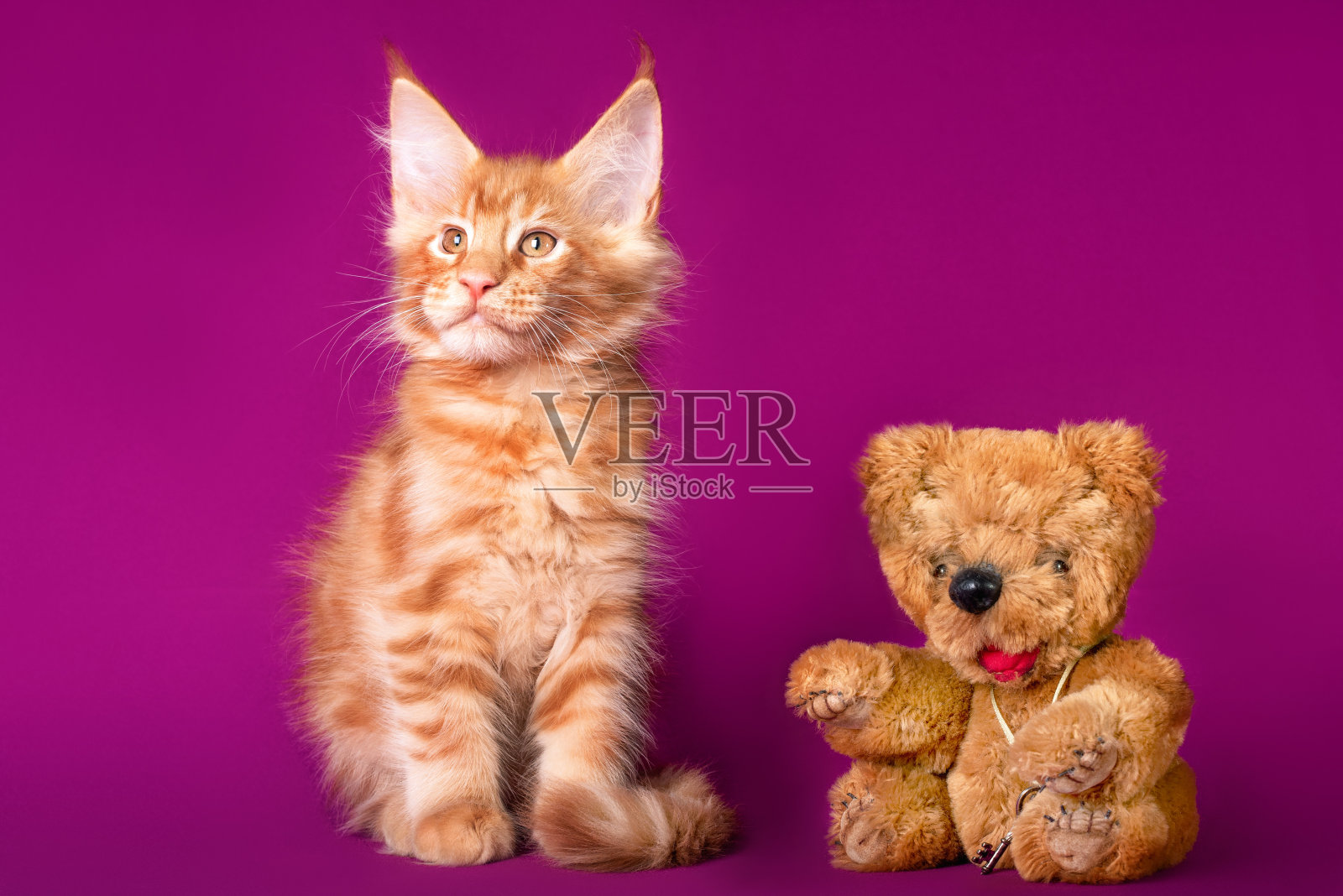 可爱的大红白相间的缅因猫。照片摄影图片